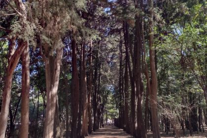 viveros de coyoacán