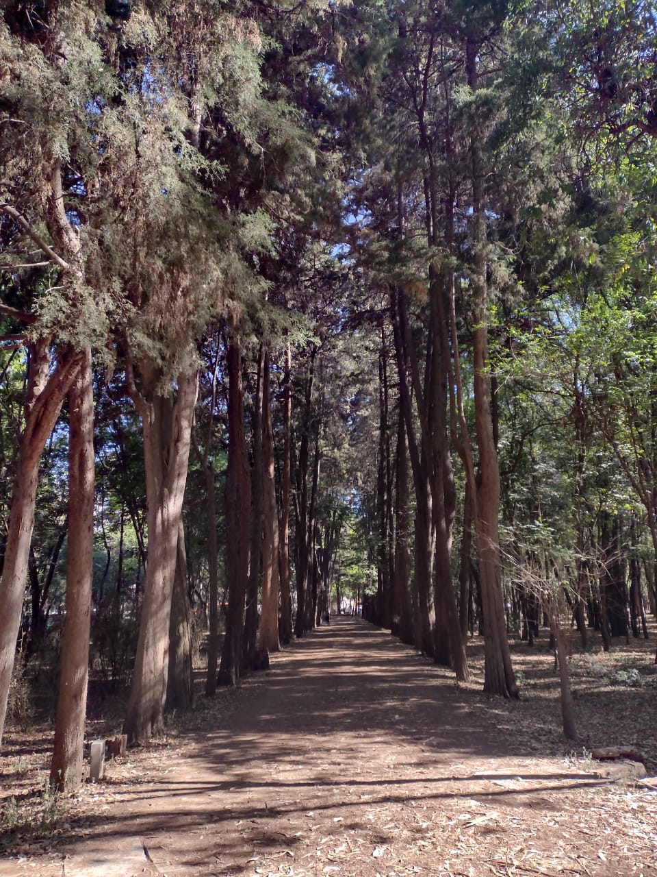 viveros de coyoacán